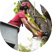 Georgetown arborists